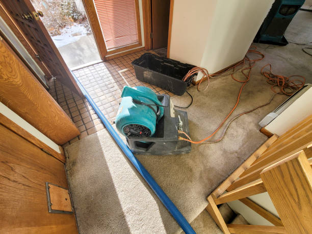Best Mold removal after water damage  in Edwardsvle, IL